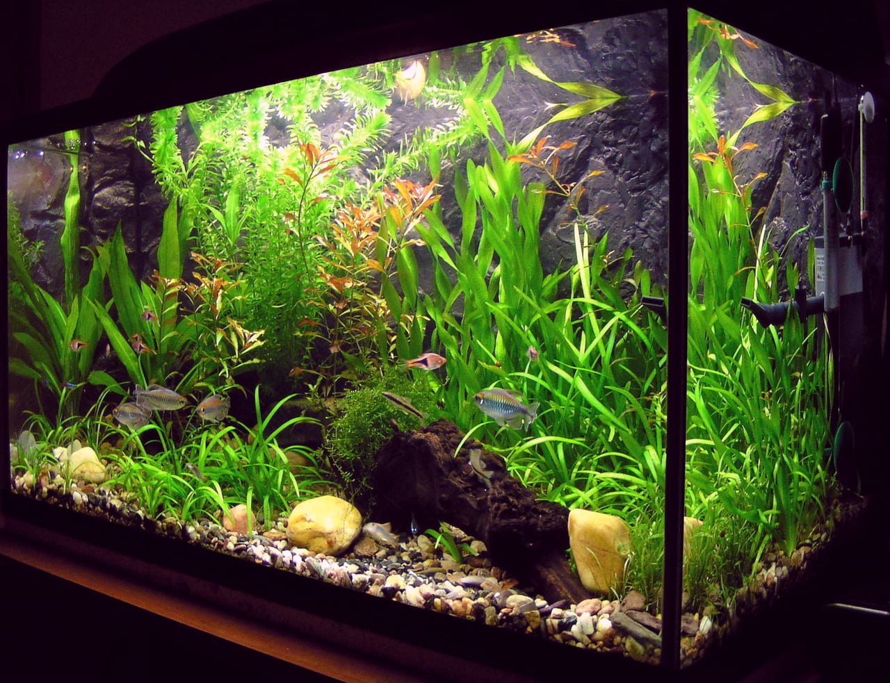 Planted freshwater aquarium