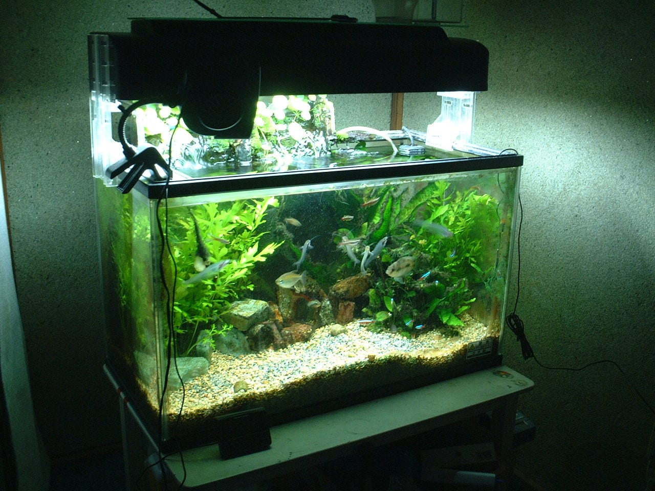 Freshwater fish among plants