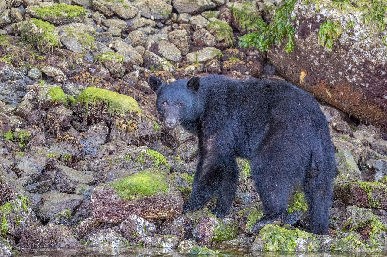 American black bear in woodland
