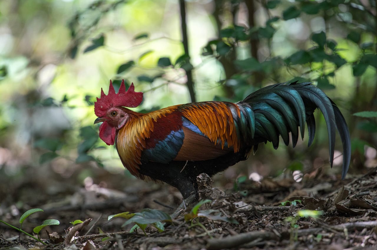 Hens foraging outside a coop