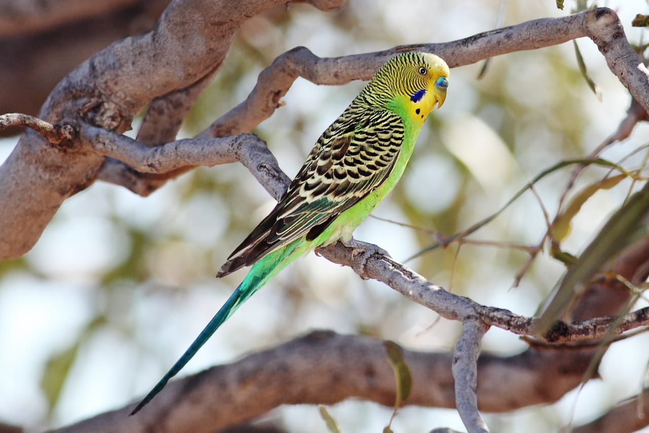 Budgerigars on a perch
