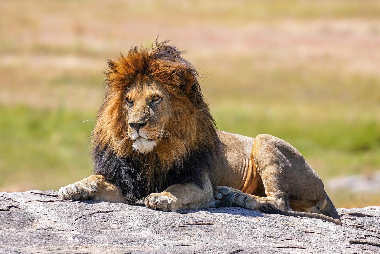 Lion resting in long grass