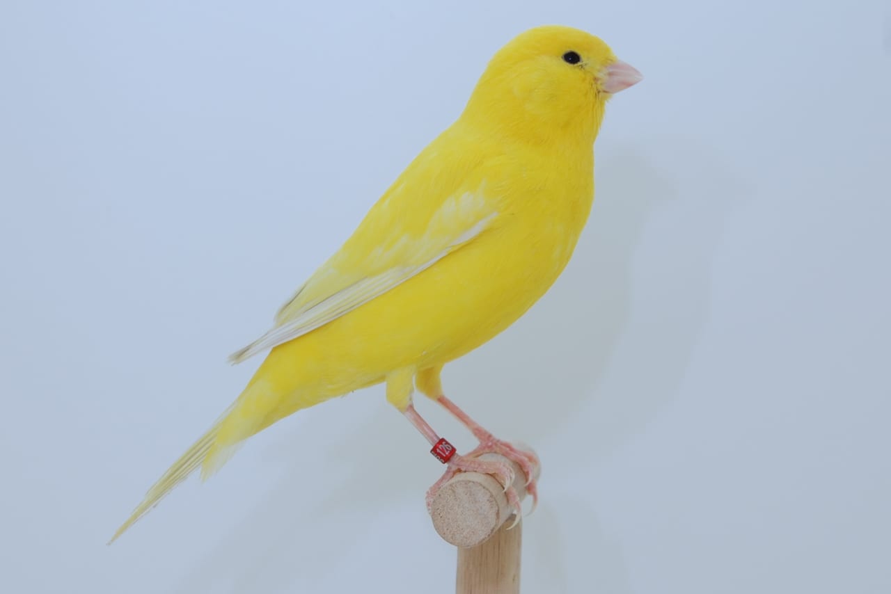 Yellow canary perched in a cage