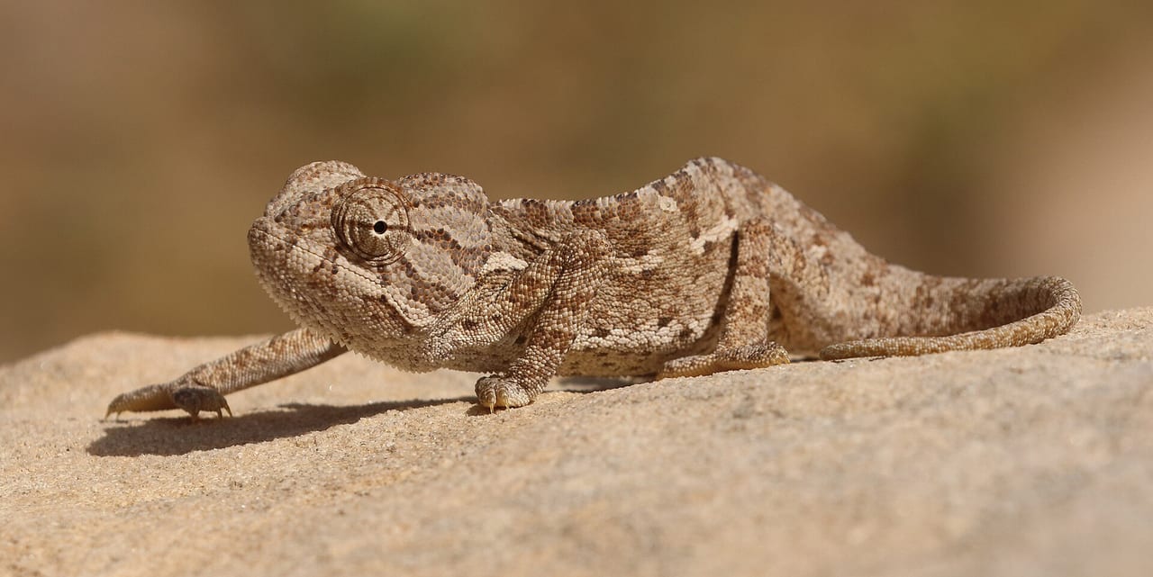 Chameleon gripping a branch with curled tail