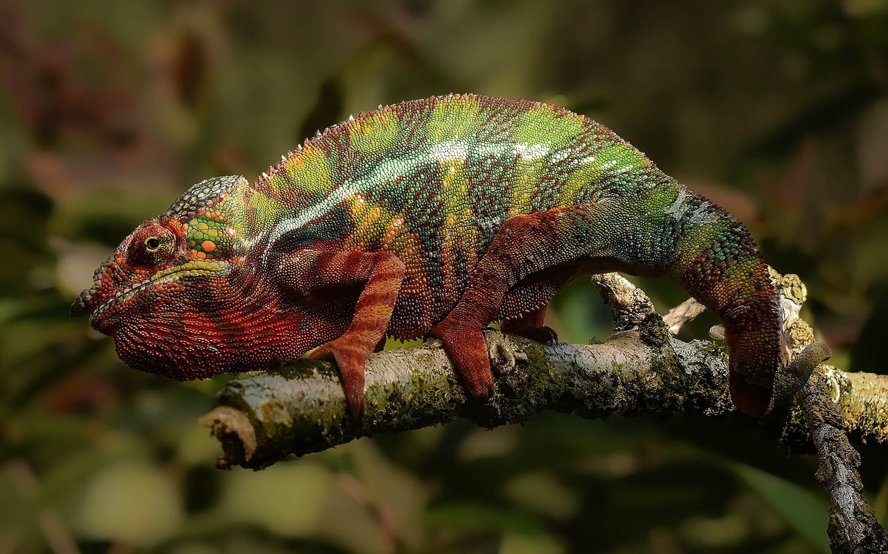 Chameleon with mouth open displaying colour