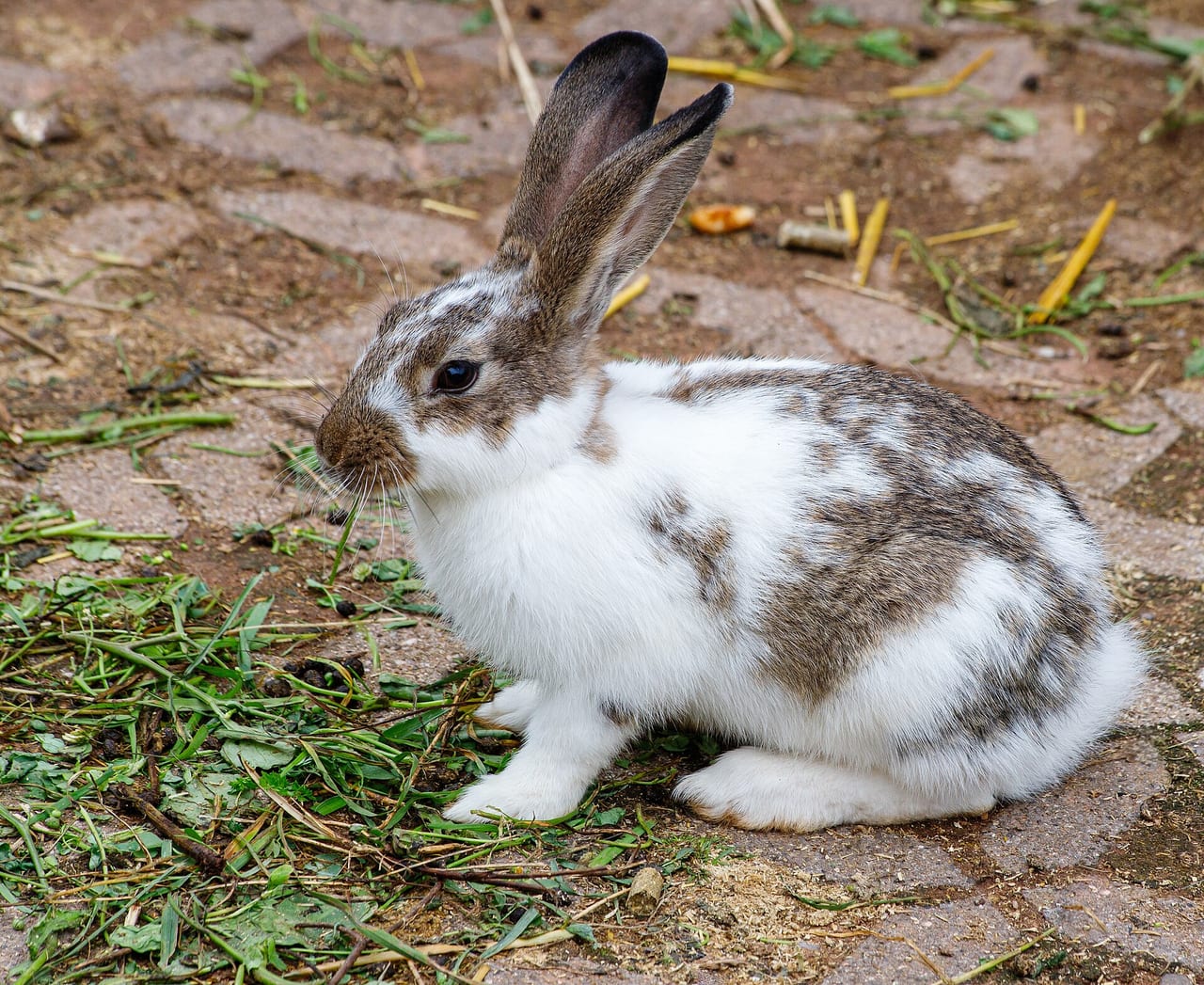 Rabbit beside hay, bowl and hide