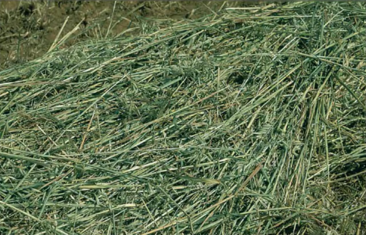 Bale of fresh hay
