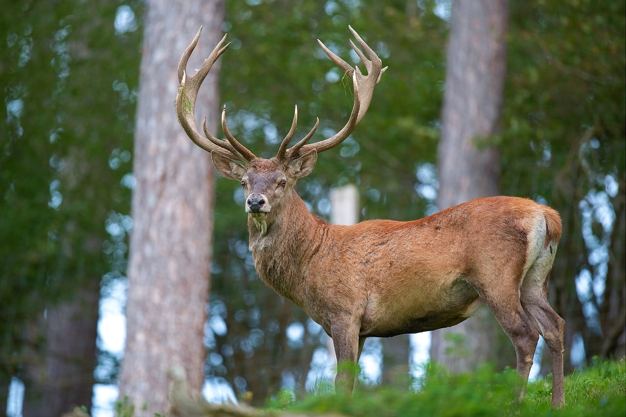Red deer stag in woodland