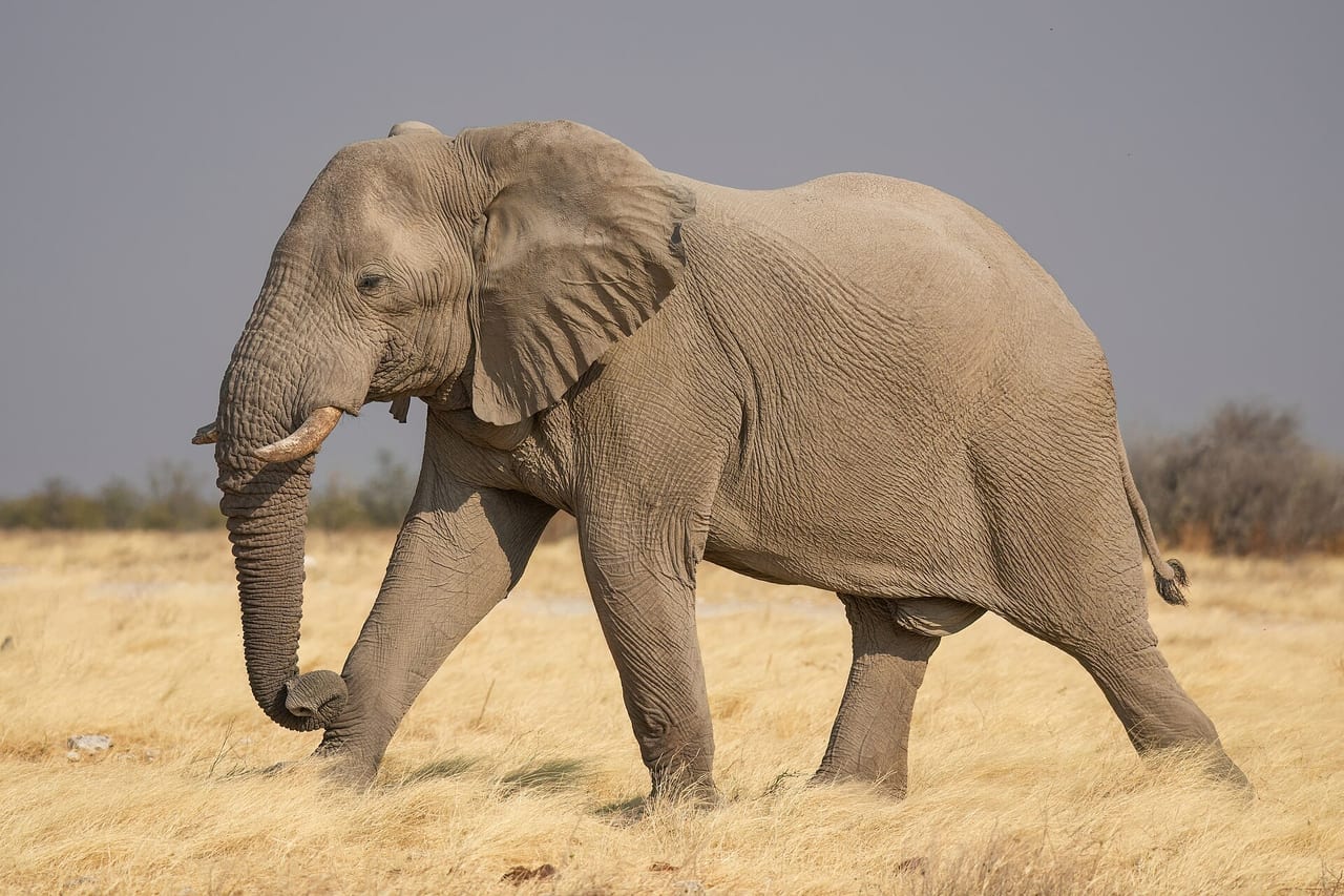 African bush elephant walking across open grassland