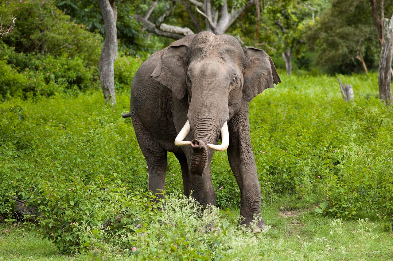Asian elephant in forest with calf