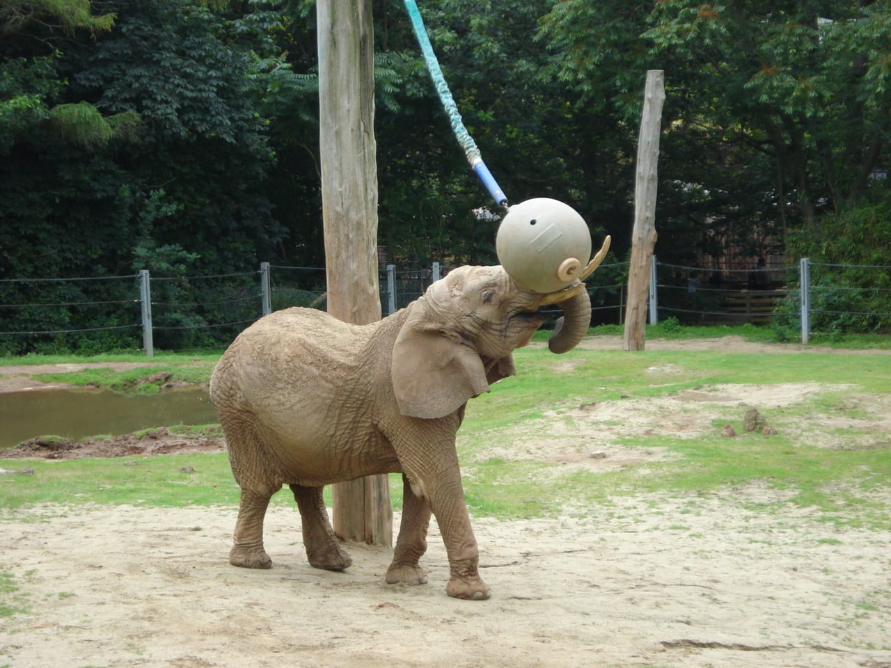 Animal investigating a puzzle feeder