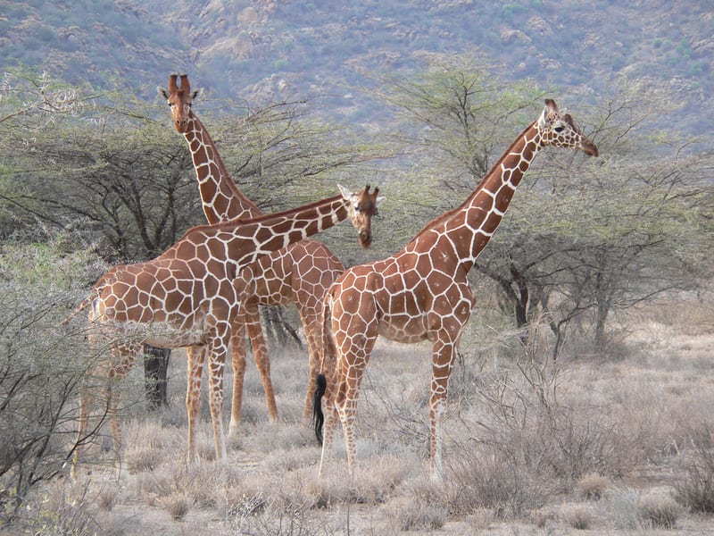 Reticulated giraffe close-up of neck pattern