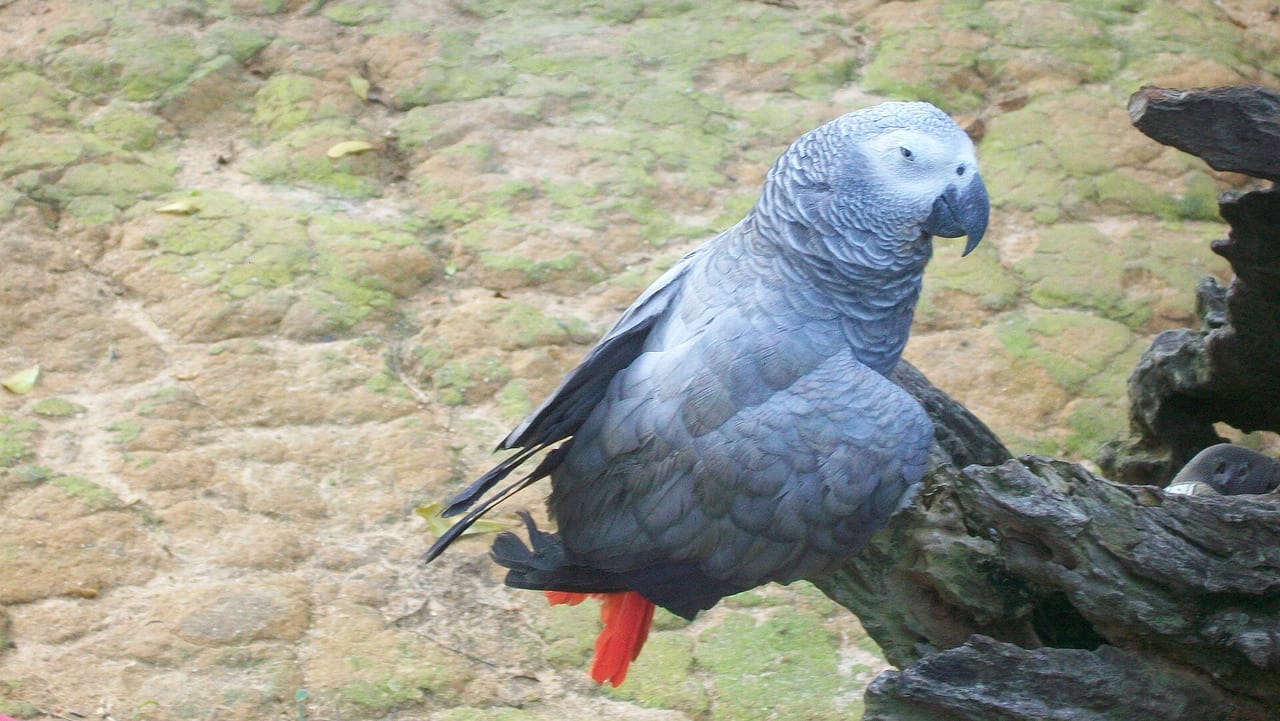 African grey parrot perched calmly on a hand