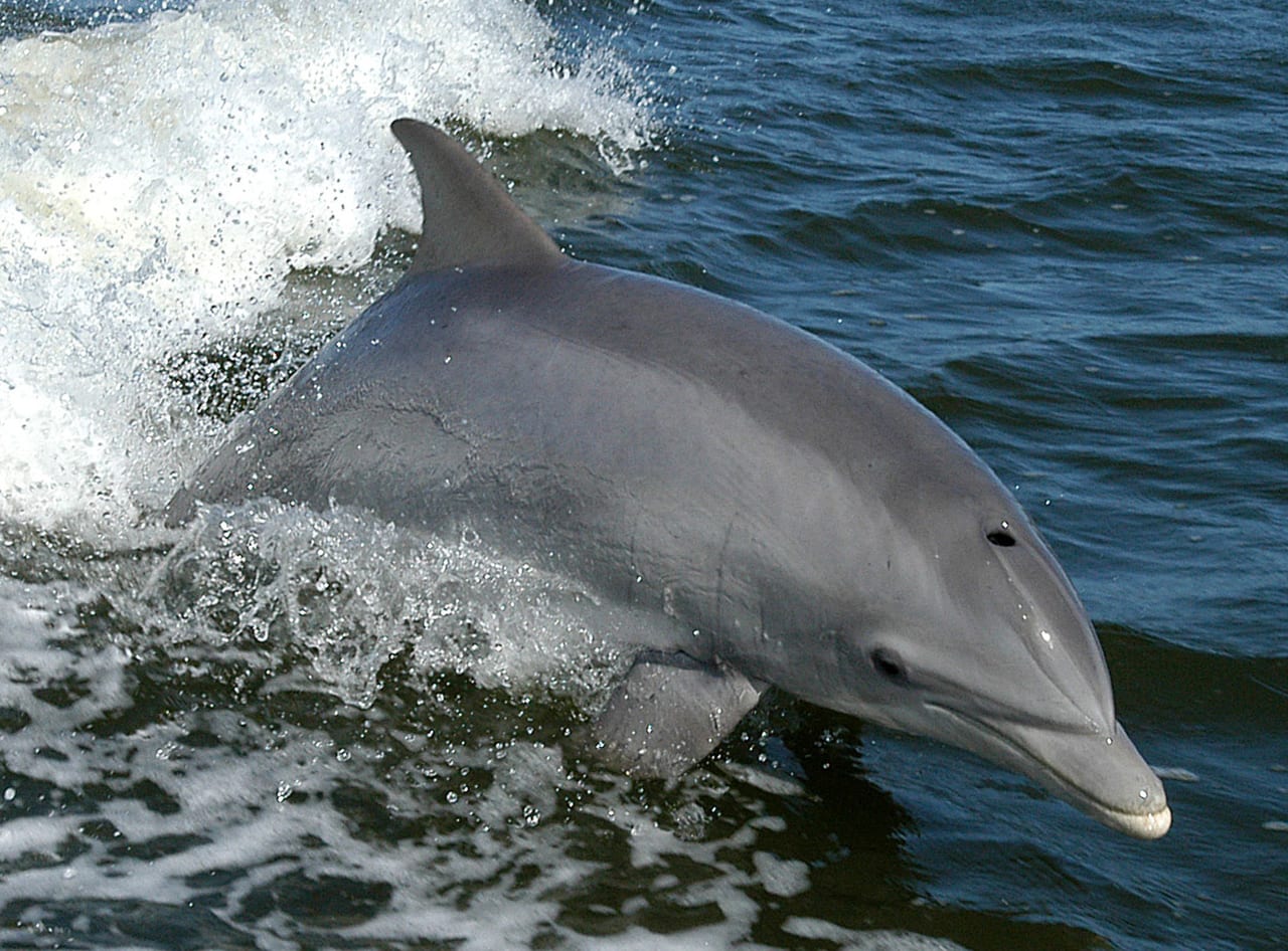 Bottlenose dolphin surfacing in open water
