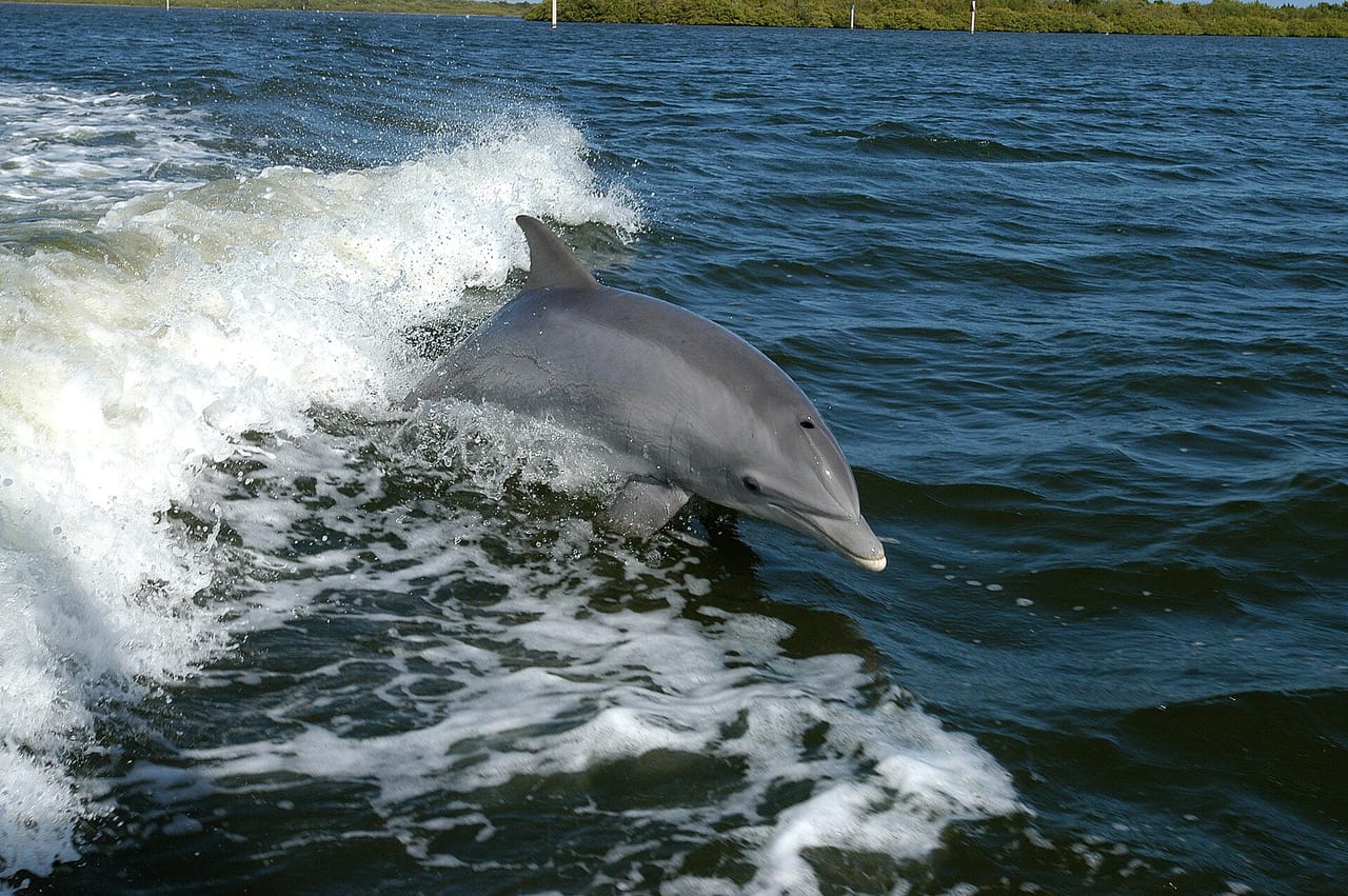 Dolphins swimming together in a pod