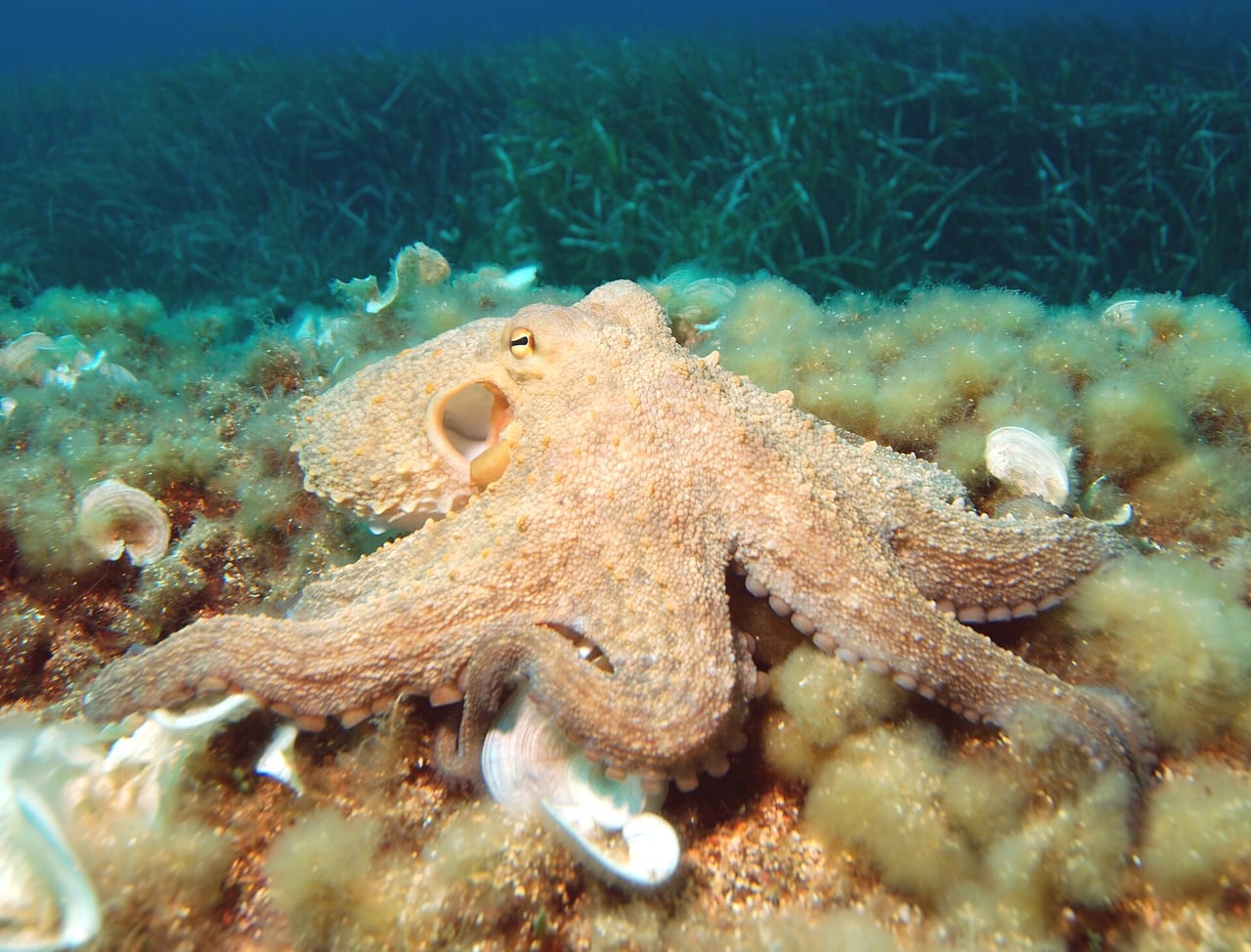 Octopus camouflaged against rock