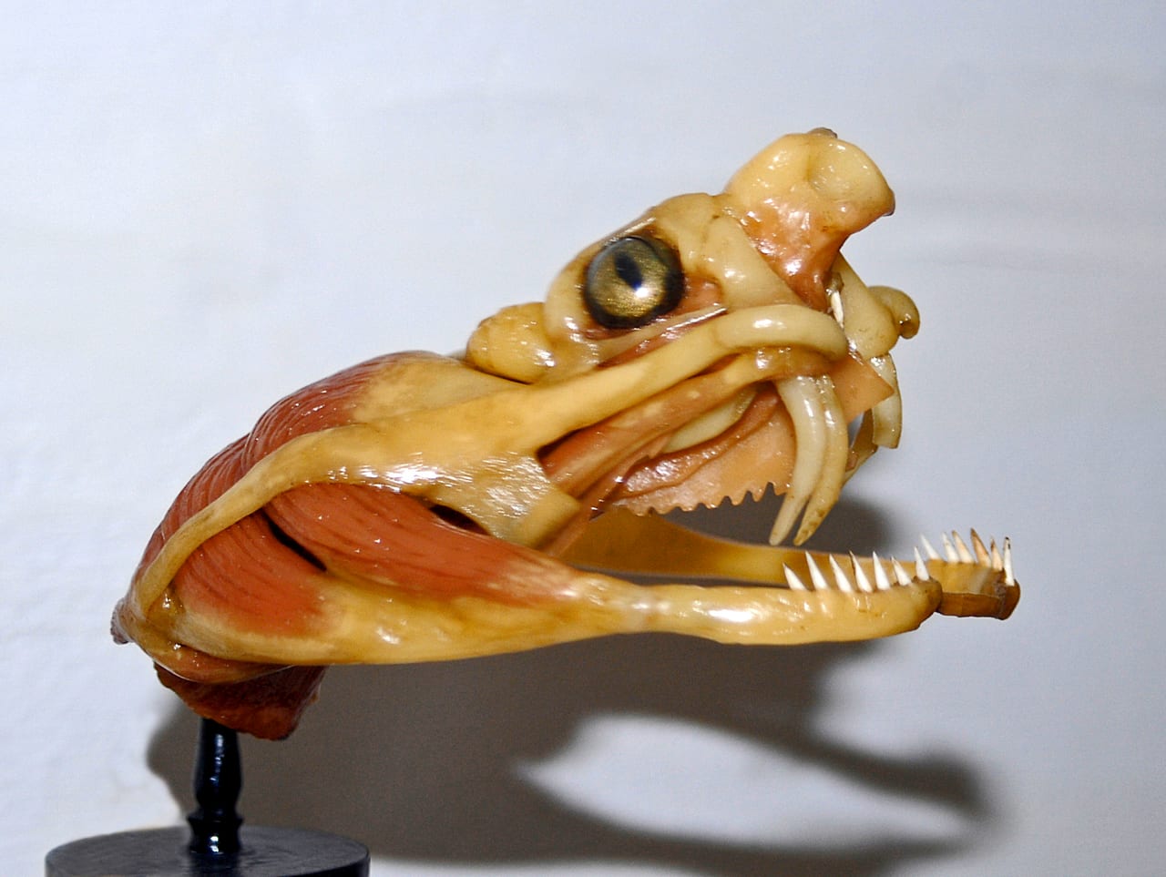 Close view of a snake’s head and fangs