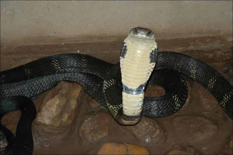 King cobra with hood spread