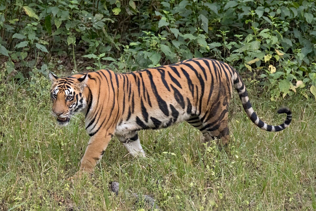 Bengal tiger walking through grass