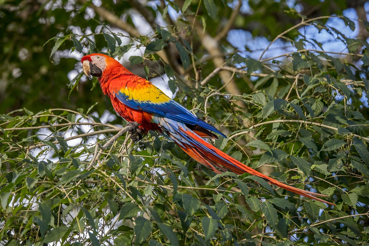 Scarlet macaw perched on a branch