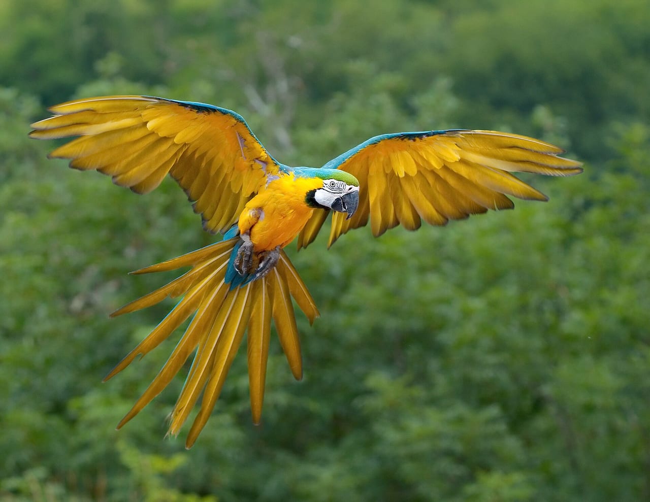 Blue-and-yellow macaw in flight