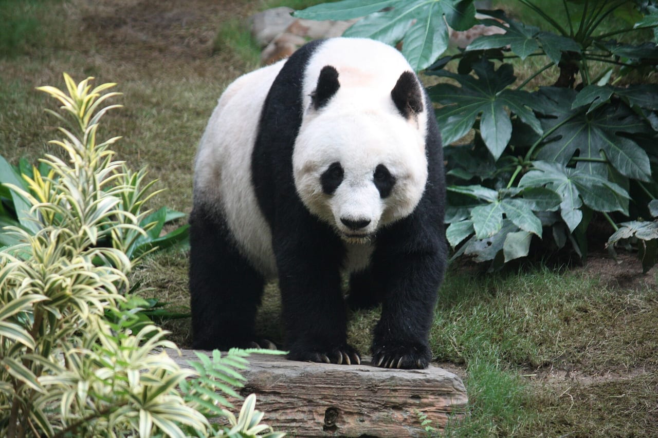 Giant panda eating bamboo