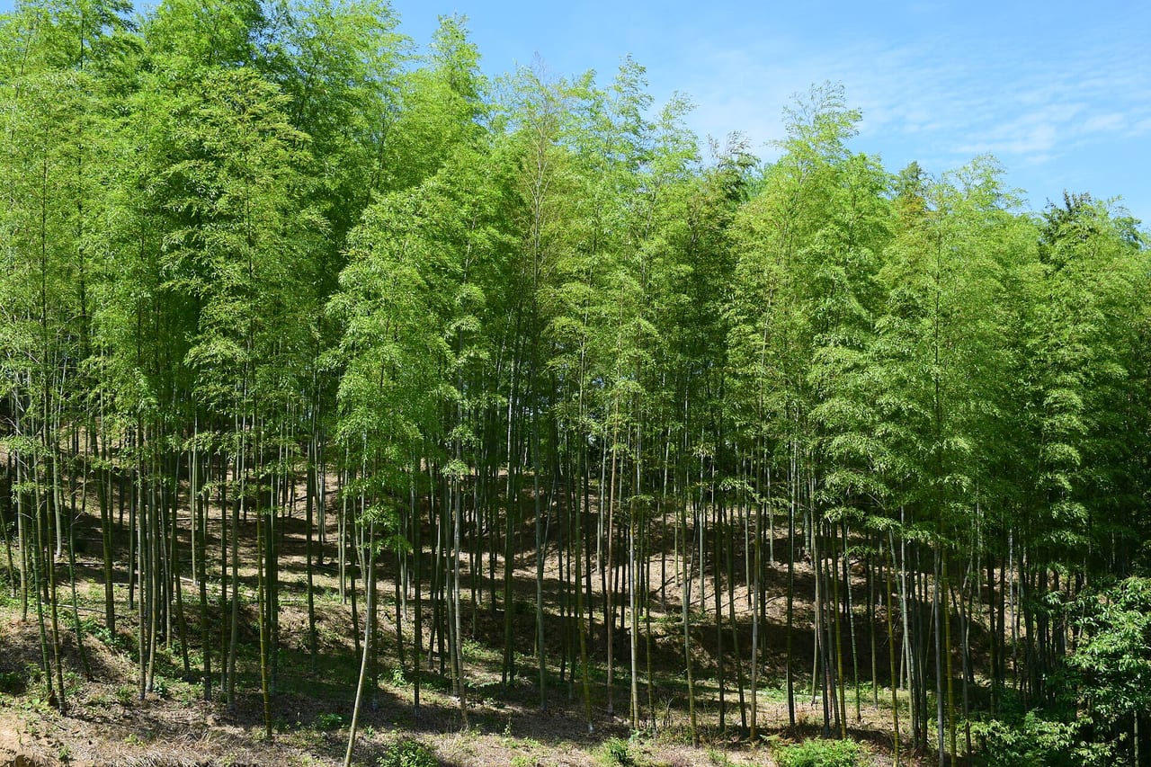Bamboo grove