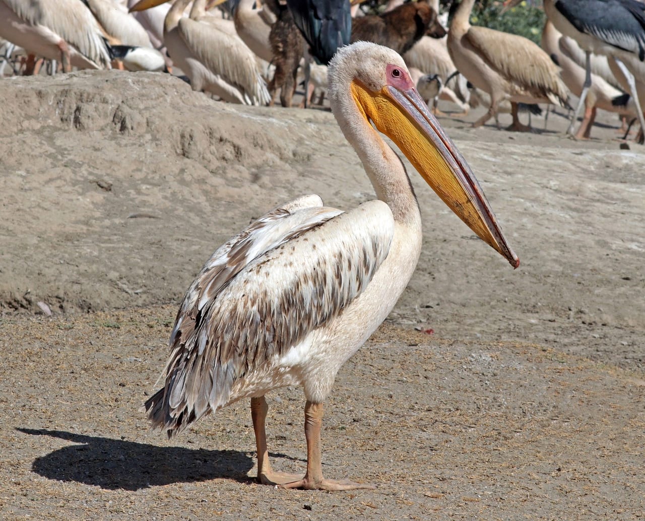 Great white pelican on water with pouch visible