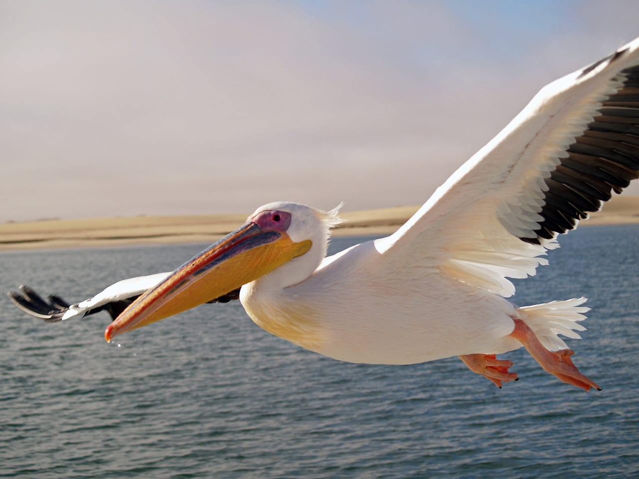 Pelicans flying in formation