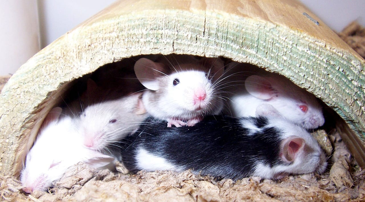 Fancy mouse in a clean cage