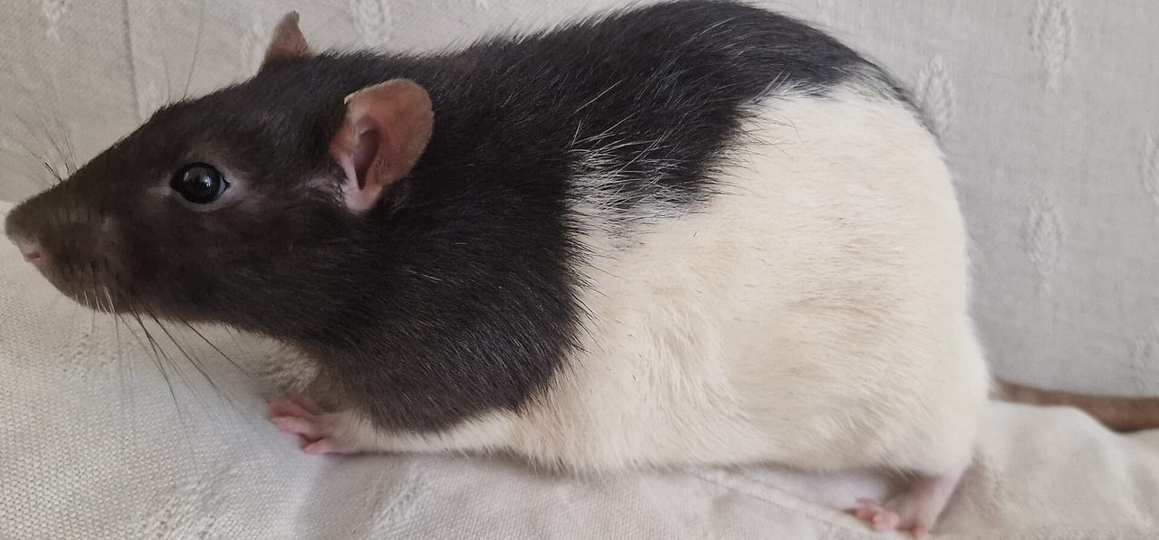 Fancy rat exploring a hand