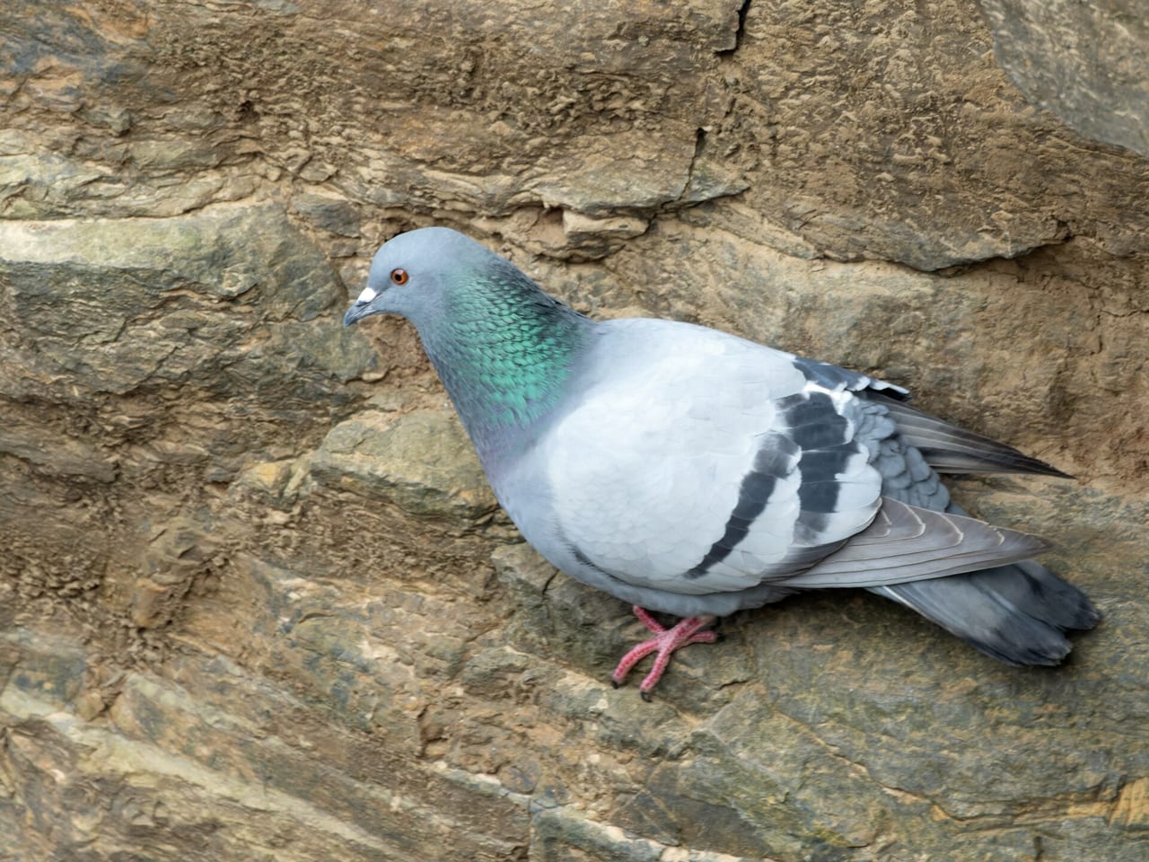 Racing pigeon standing on a loft roof