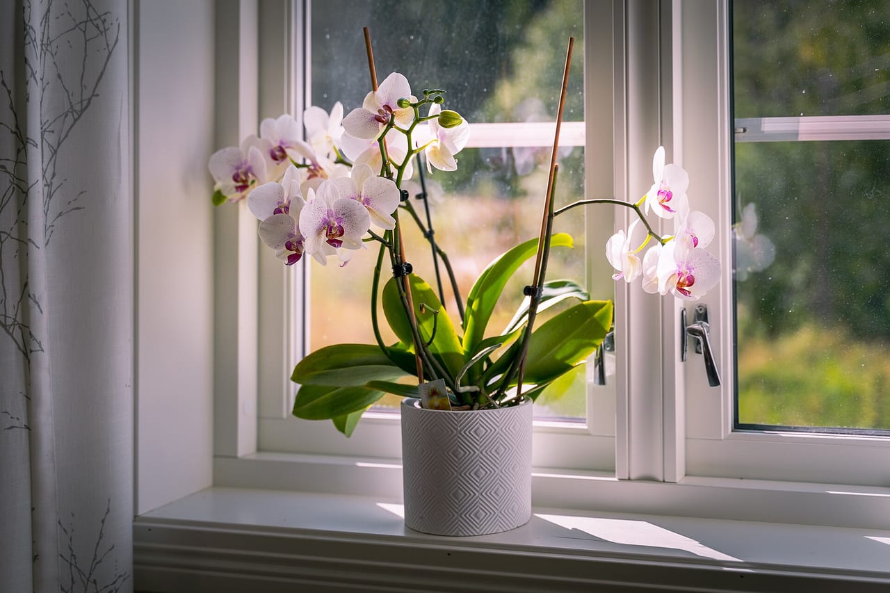 Row of houseplants on a shelf