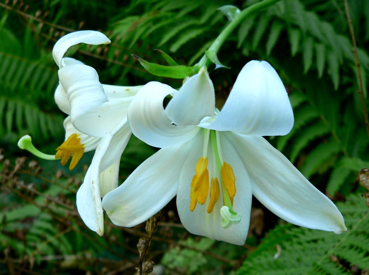 Lilies in a vase