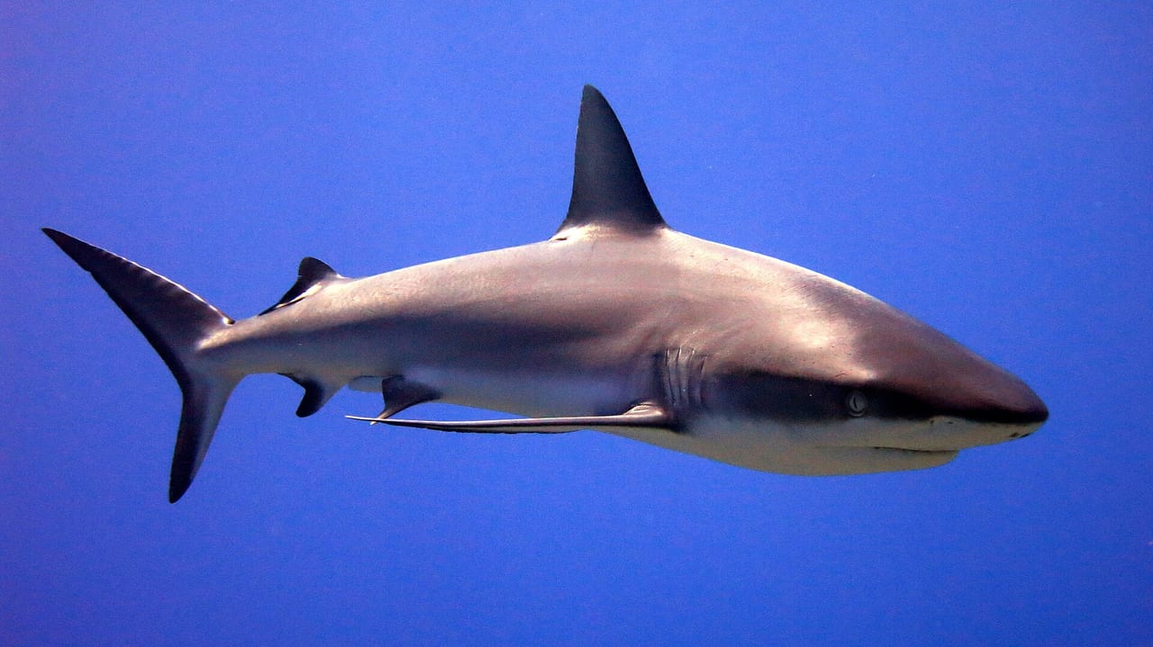 Shark silhouette beneath the surface