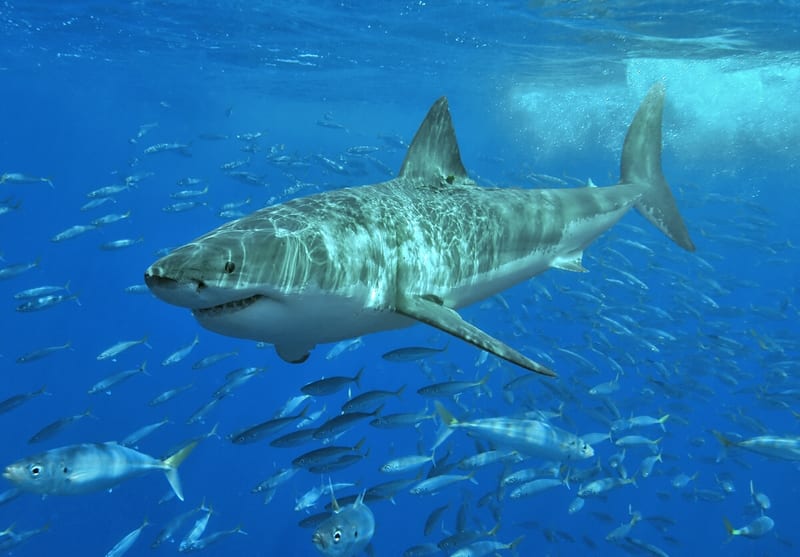 Great white shark swimming in open water
