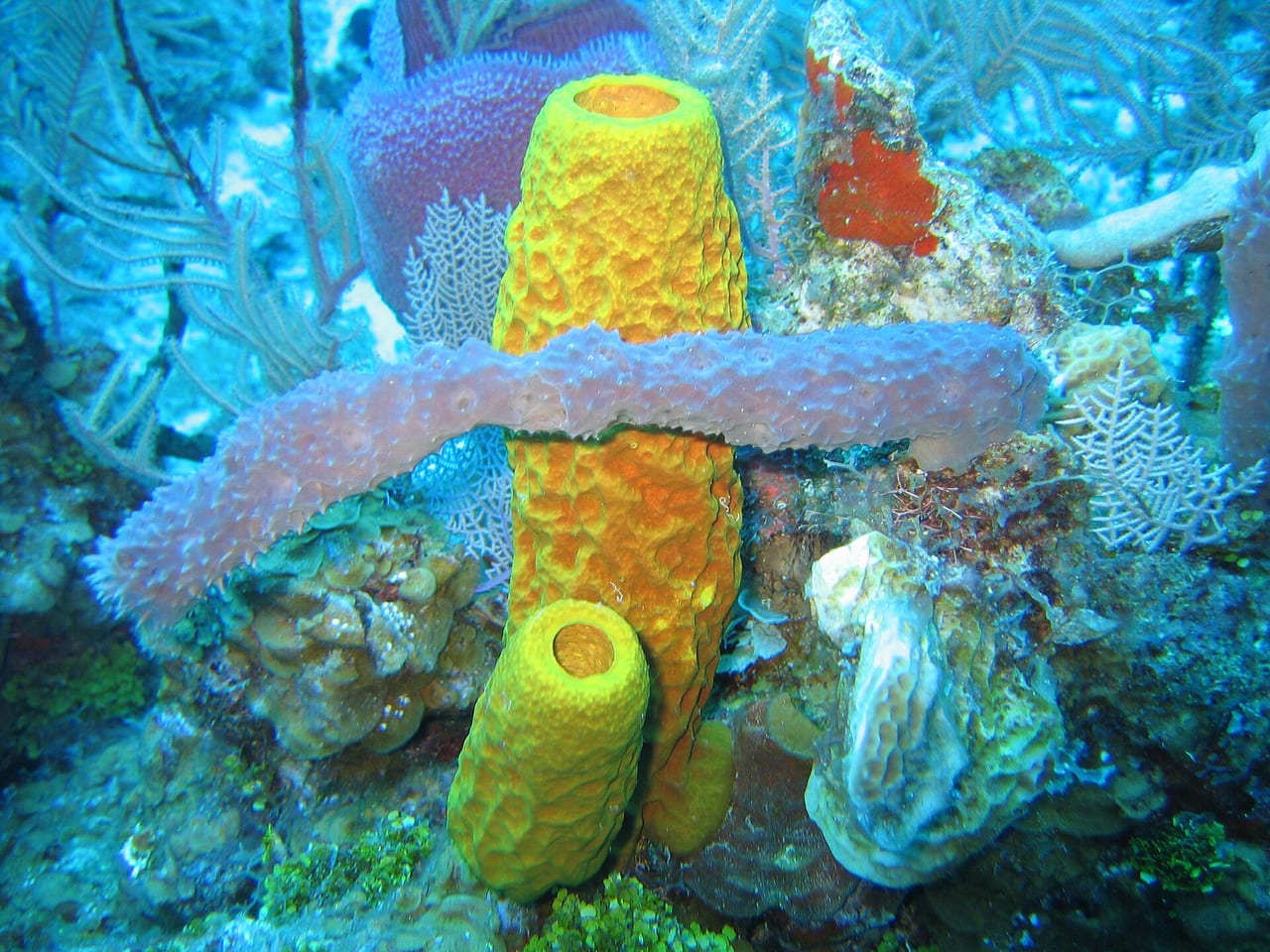 Sea sponge growing on a reef
