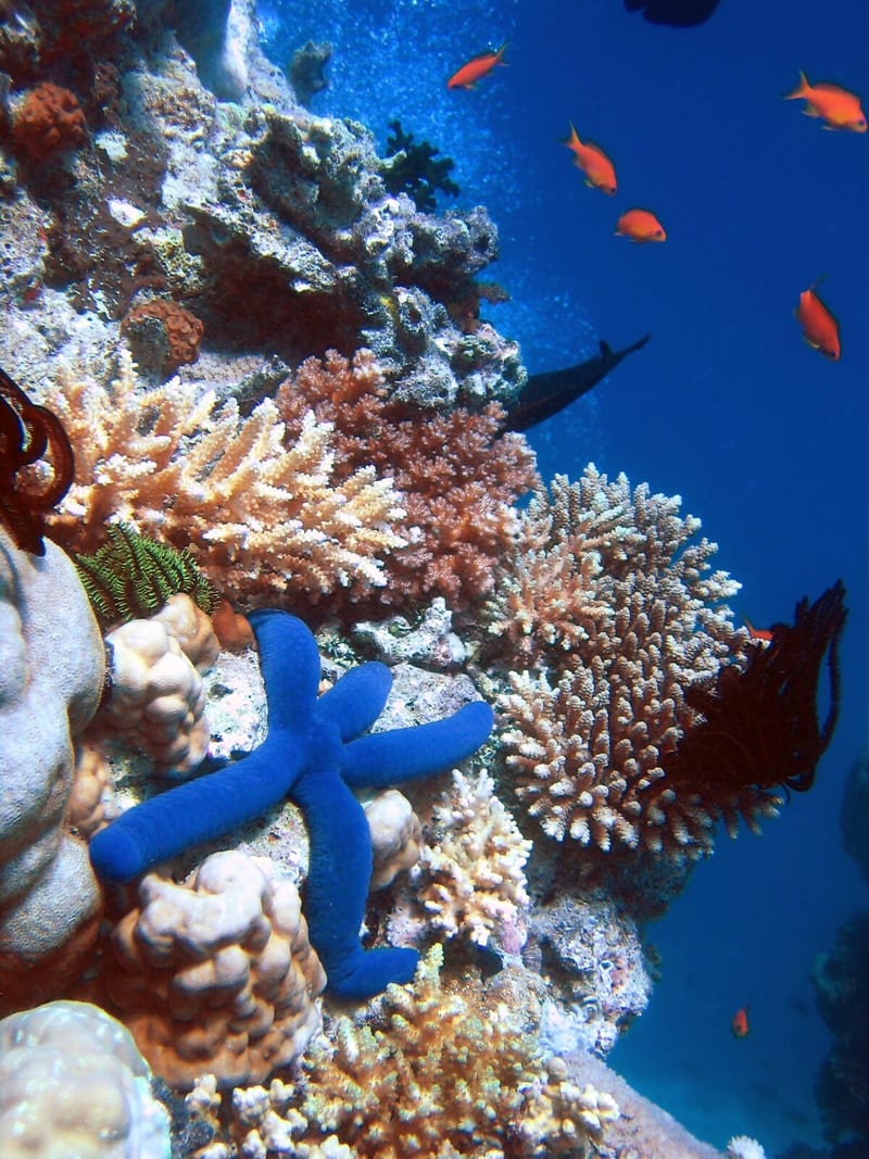 Colourful coral reef scene