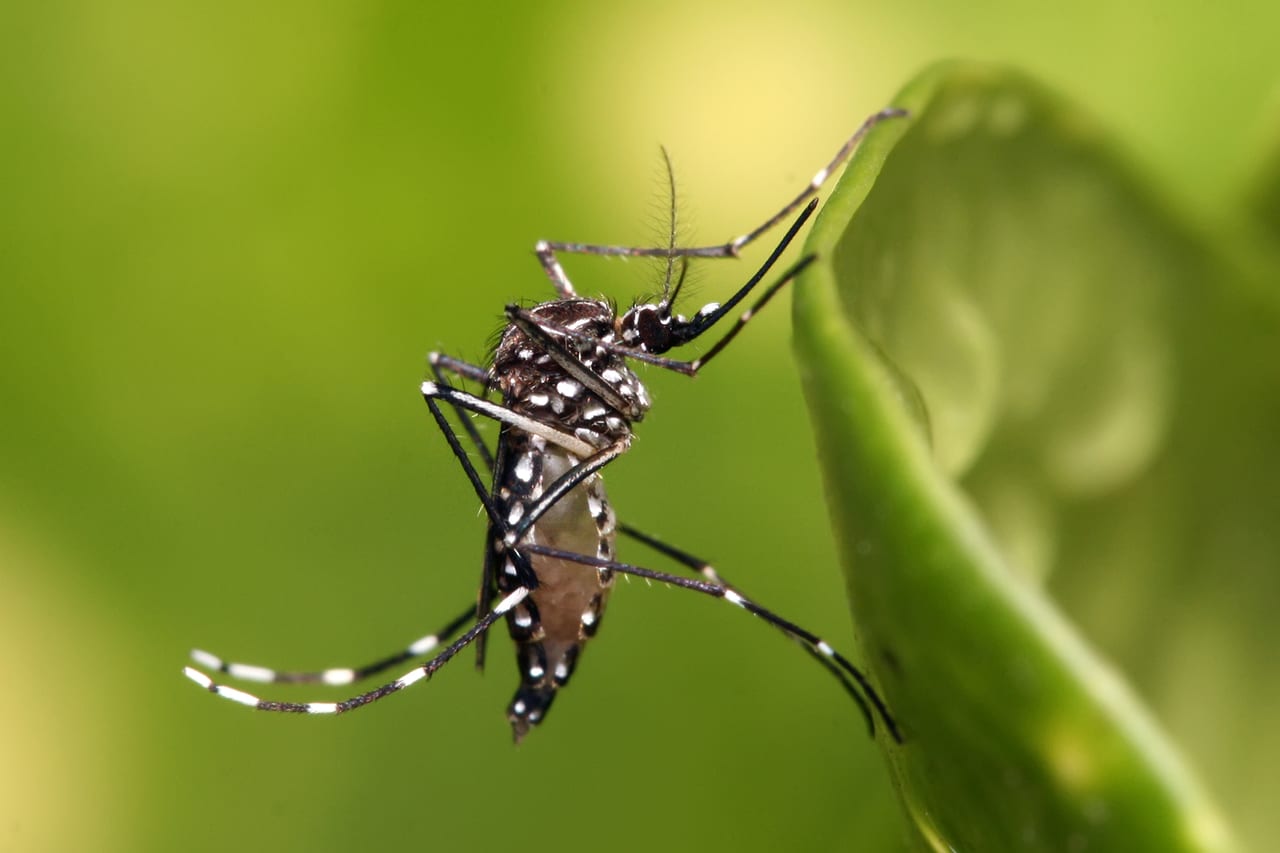 Mosquito feeding on skin