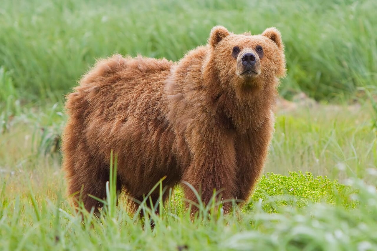 Brown bear standing in a river