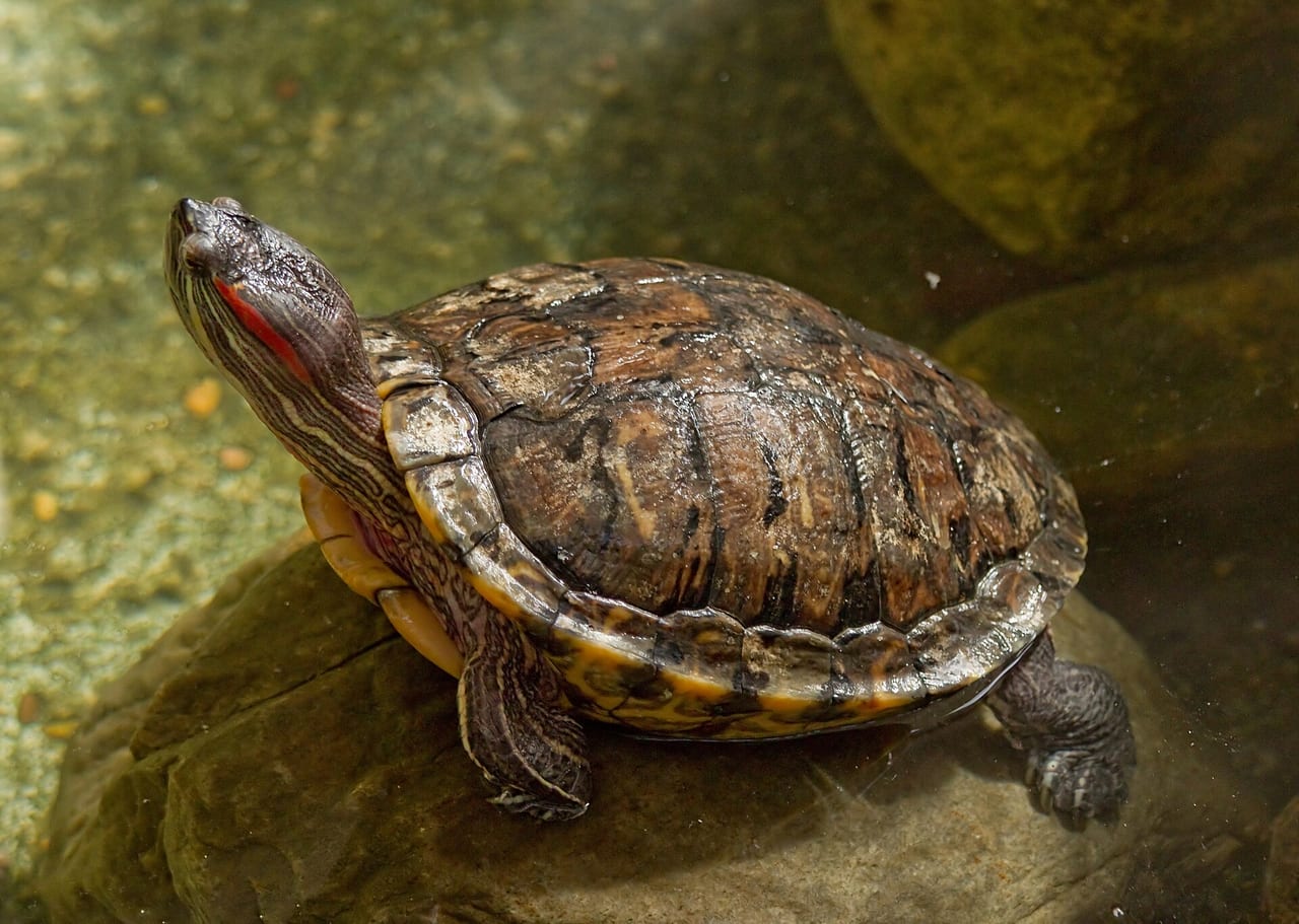 Red-eared slider turtle basking on a log