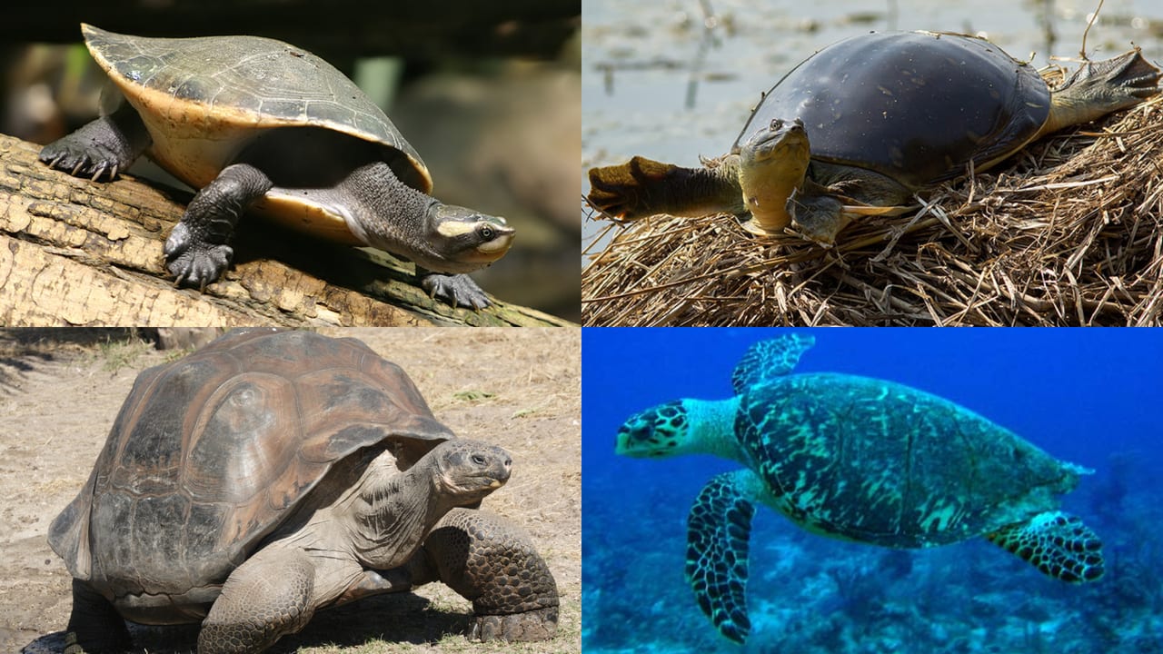 Turtle swimming underwater
