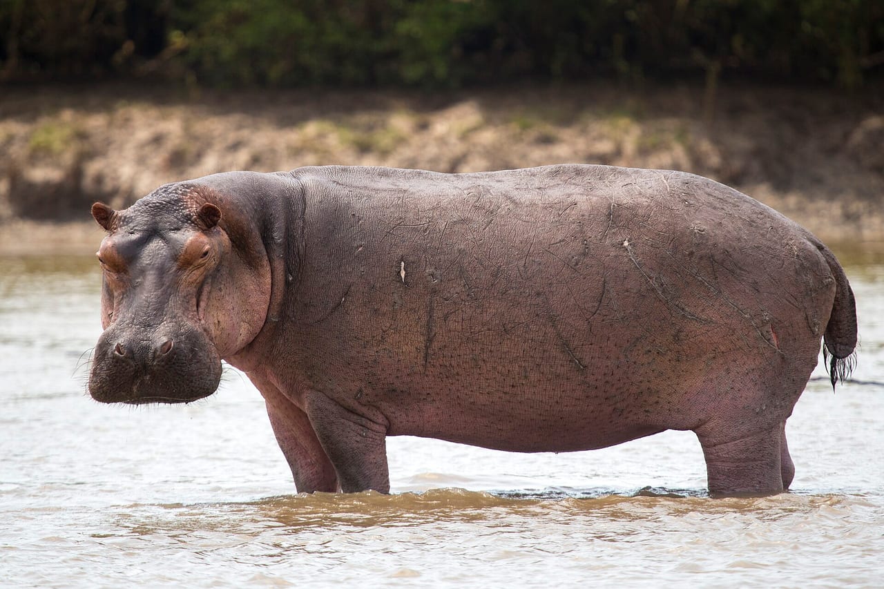 Hippopotamus with its mouth open in the water